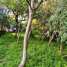 6 соток, участок - изображение 4