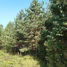 11,1 сотки, участок - изображение 4