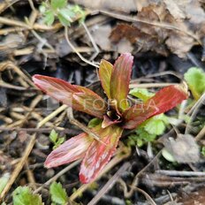 12 соток, участок - изображение 4