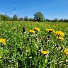 11,9 сотки, участок - изображение 2