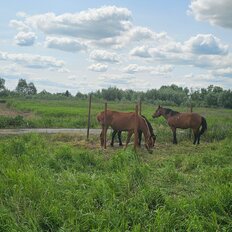 12 соток, участок - изображение 5