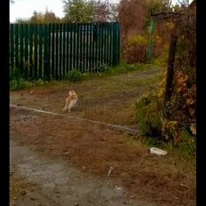 дом + 7 соток, участок - изображение 3