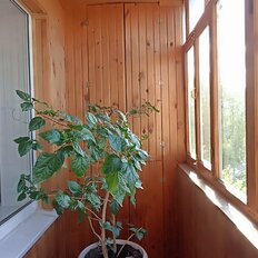 Квартира 71 м², 4-комнатная - изображение 1