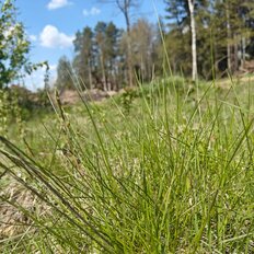 6 соток, участок - изображение 1