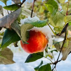 дом + 6 соток, участок - изображение 5