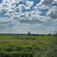 8 соток, участок - изображение 1