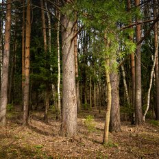 10,8 сотки, участок - изображение 1