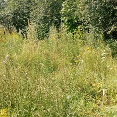 7,7 сотки, участок - изображение 5