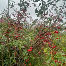 дом + 5 соток, участок - изображение 3