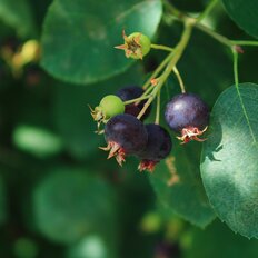 6 соток, участок - изображение 2