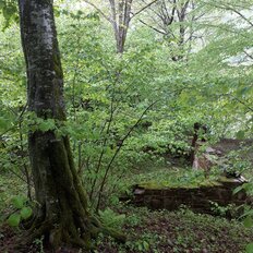 7 соток, участок - изображение 1