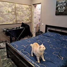 Квартира 30,9 м², 1-комнатная - изображение 3