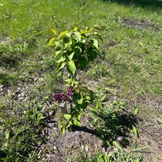 8 соток, участок - изображение 4