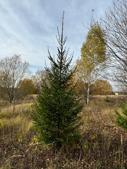 12 соток, участок 357 000 ₽ - изображение 20