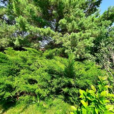 дом + 12 соток, участок - изображение 5