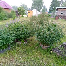 6 соток, участок - изображение 4