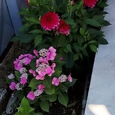 часть дома + 6 соток, участок - изображение 1