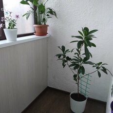 Квартира 30 м², 1-комнатная - изображение 4