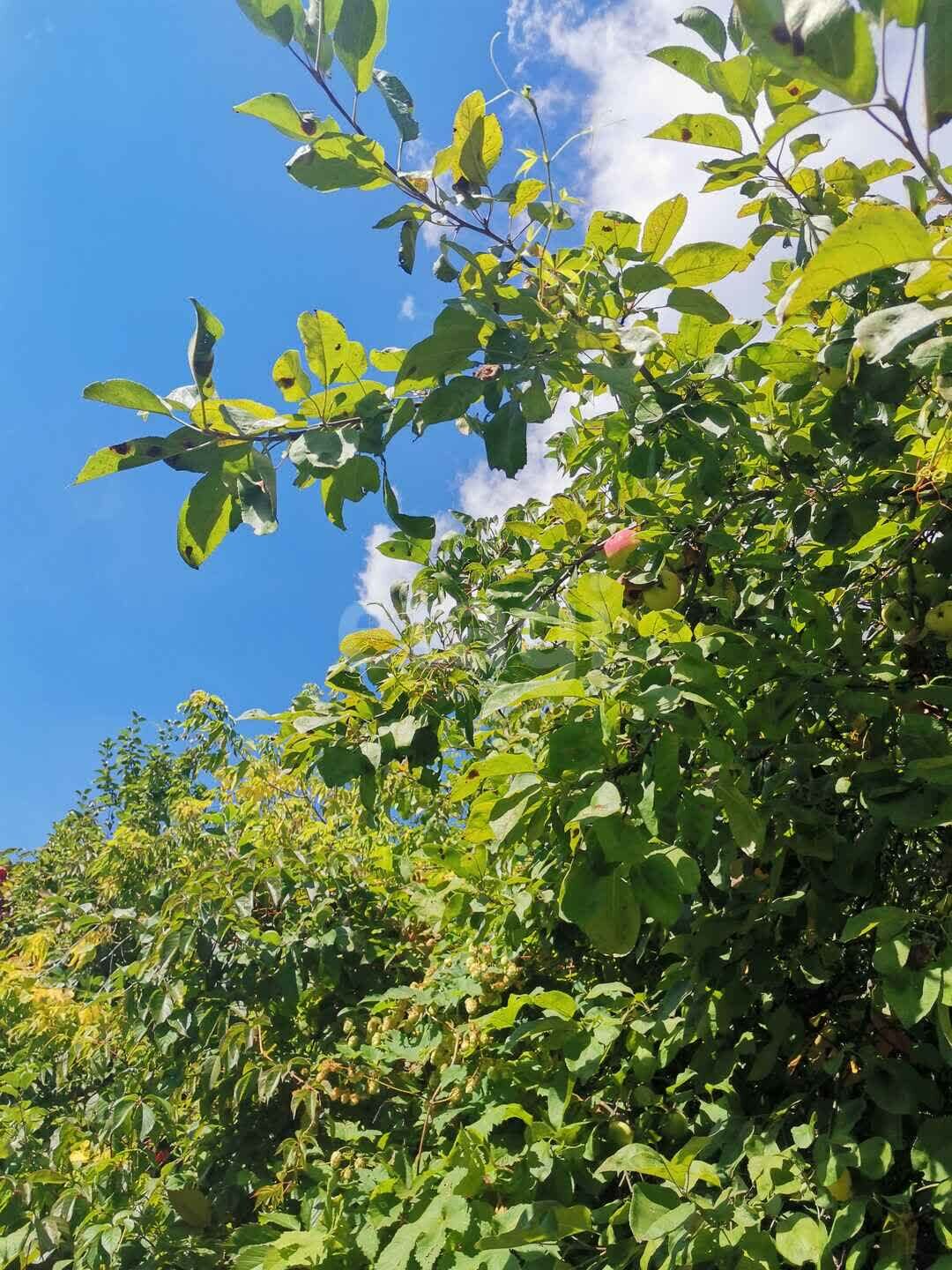 Дом 2-комн. 38 м² в деревня Зарослово — фото 8 из 12