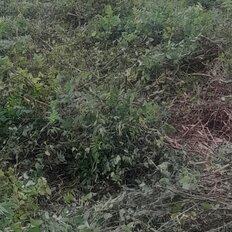 8 соток, участок - изображение 1