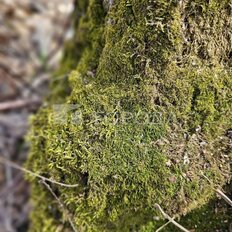 12 соток, участок - изображение 5