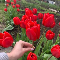 5 соток, участок - изображение 4