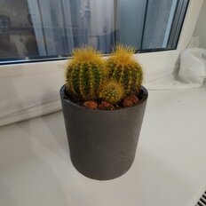 Квартира 20,8 м², студия - изображение 5