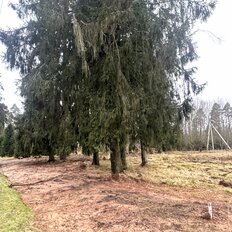 31 сотка, участок - изображение 4