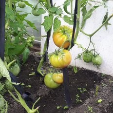 дом + 6 соток, участок - изображение 4