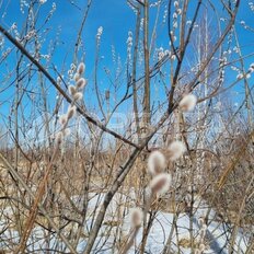 9,9 сотки, участок - изображение 3