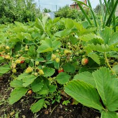 8 соток, участок - изображение 2