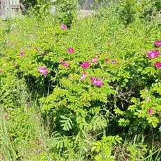 8 соток, участок - изображение 5