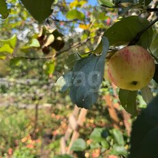 15 соток, участок - изображение 5