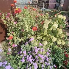 дом + 5 соток, участок - изображение 3