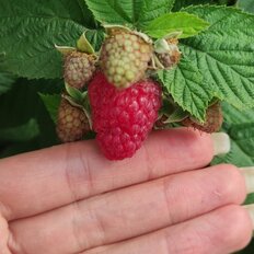 дом + 7 соток, участок - изображение 4