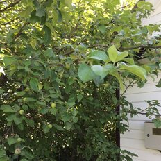 дом + 8,2 сотки, участок - изображение 1