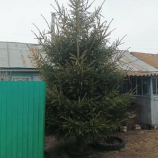 дом + 1 га, участок - изображение 3