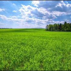 15 соток, участок - изображение 2