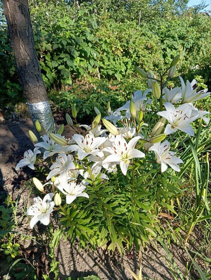 25,1 м², квартира-студия 5 153 700 ₽ - изображение 25