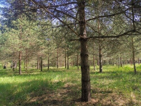 13 соток, участок 450 000 ₽ - изображение 28