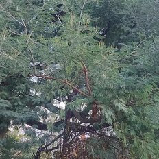 5,6 сотки, участок - изображение 3