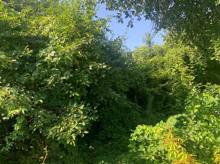 12 соток, участок 130 000 ₽ - изображение 29