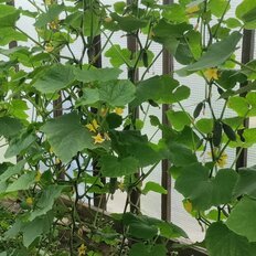 10 соток, участок - изображение 5