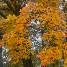 18,4 м², комната - изображение 1