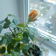 13 м², комната - изображение 1