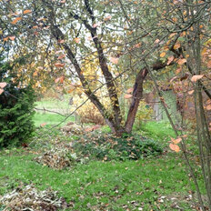 11,7 сотки, участок - изображение 3