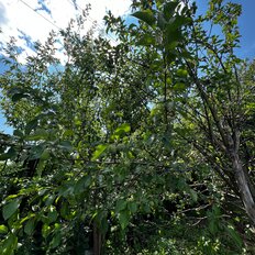 4,3 сотки, участок - изображение 1