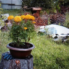 дом + 7 соток, участок - изображение 4