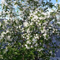 дом + 8 соток, участок - изображение 1