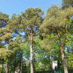 8,2 сотки, участок - изображение 2